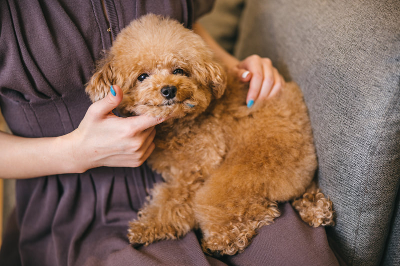 犬に安全な歯磨き粉おすすめ14選！【獣医師監修】安全な歯磨き粉はどう