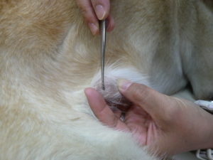 Hiff Cafe Tamagawa Blog Archive ニキビダニ症hiff Cafe Tamagawa カフェ併設の皮膚 耳の病気に力を入れた動物病院です