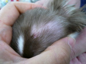 Hiff Cafe Tamagawa Blog Archive ニキビダニ症hiff Cafe Tamagawa カフェ併設の皮膚 耳の病気に力を入れた動物病院です