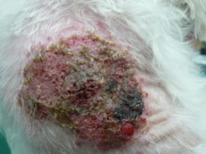 高齢犬ニキビダニ症＋蜂窩織炎