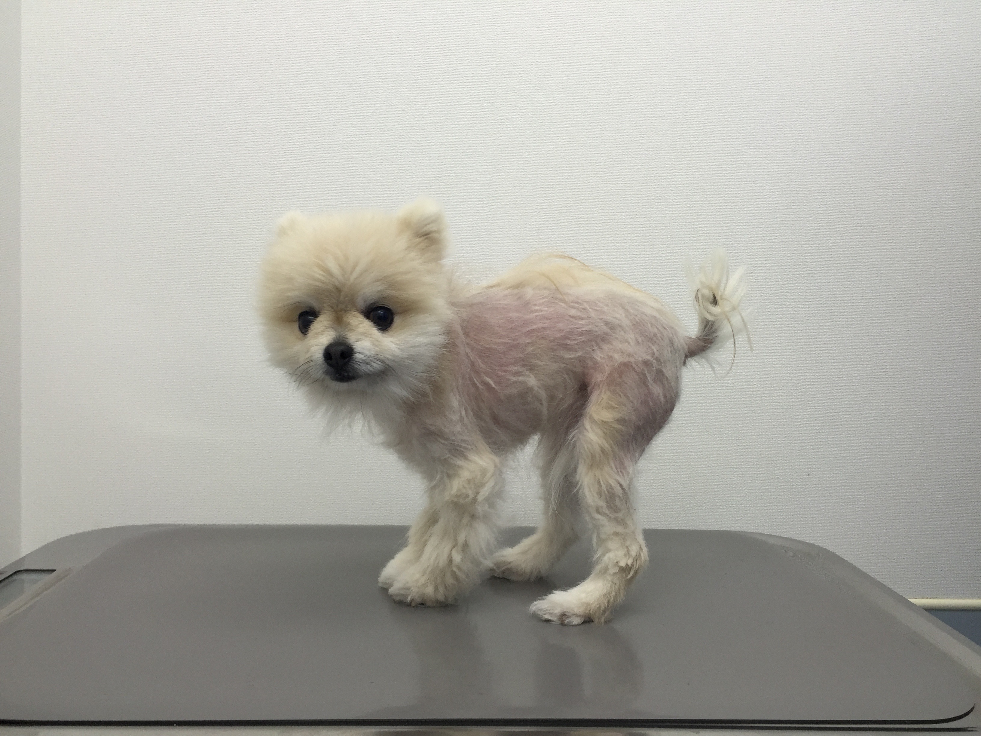 Alopeciax 脱毛症x Hiff Cafe Tamagawa ヒフカフェタマガワ